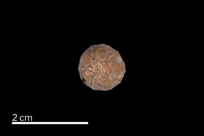 UMMP_IP_44155_Nucleocrinus_venustus