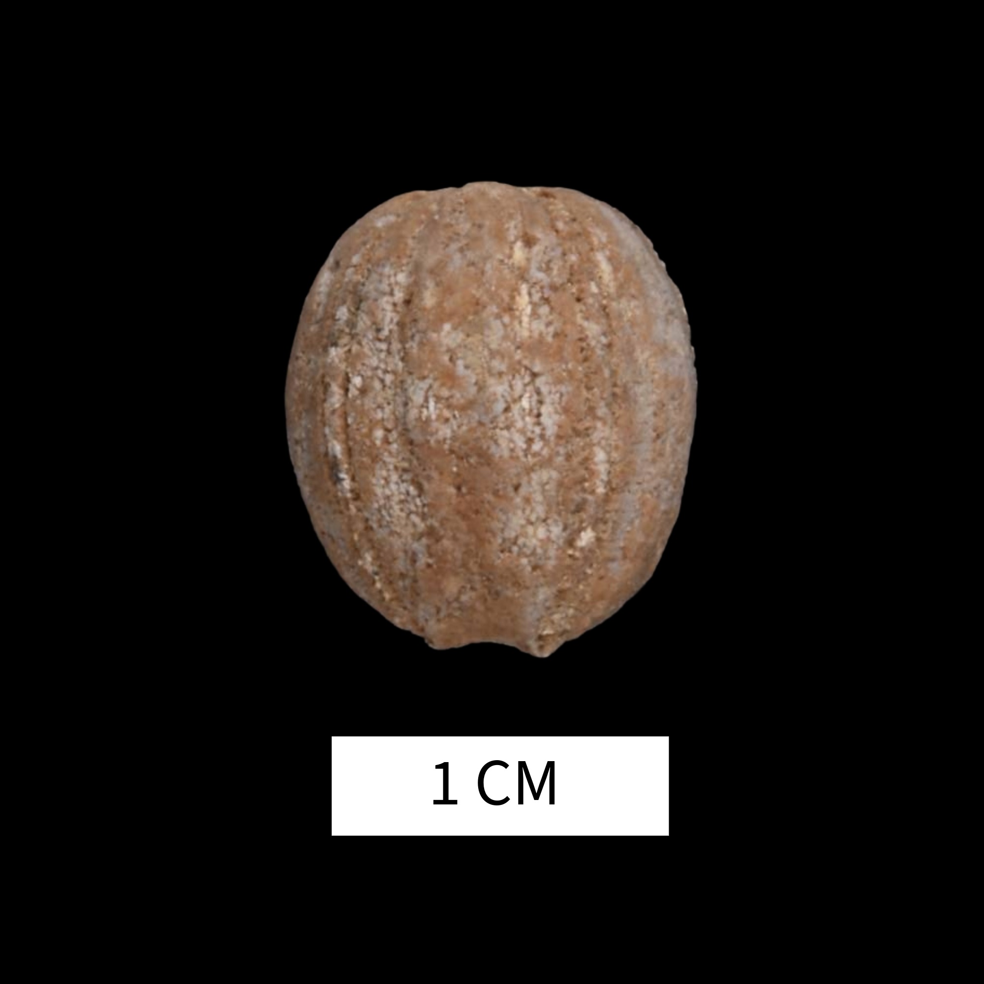 Nucleocrinus venustus · Devonian Atlas of Ancient Life