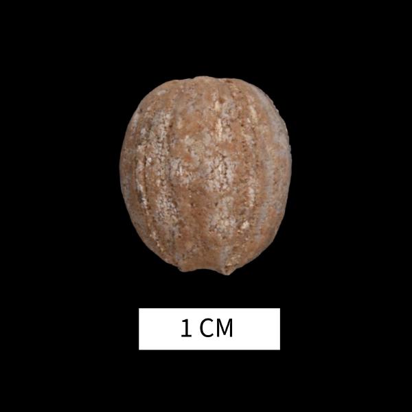 Nucleocrinus venustus