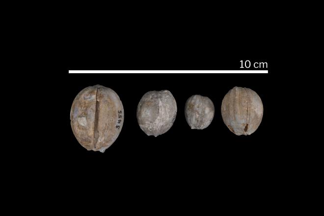 Nucleocrinus verneuili Troost image