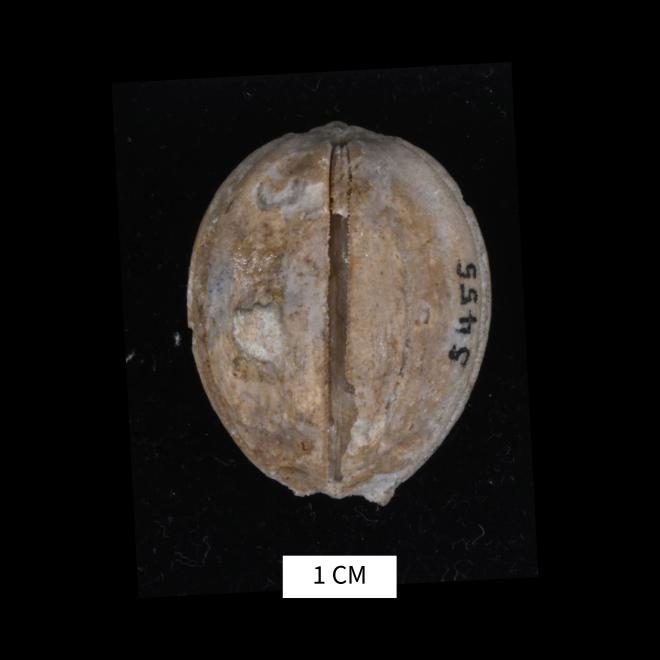 Nucleocrinus verneuili Troost thumbnail