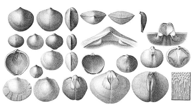 Hall illustrations of fossils of Nucleospira concinna.