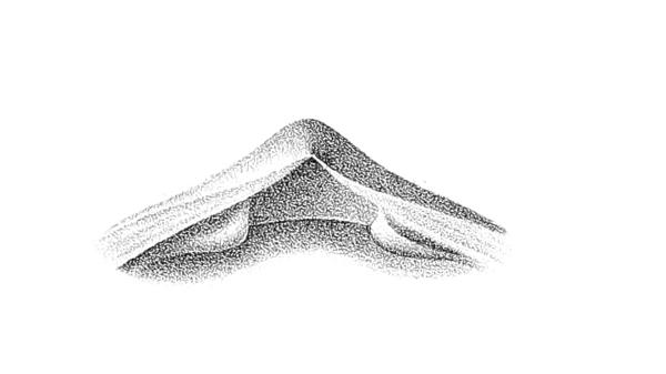 Nucleospira concinna