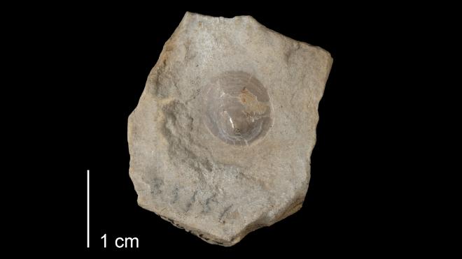Photograph of fossil of Orbiculoidea telleri (MPM P38647).