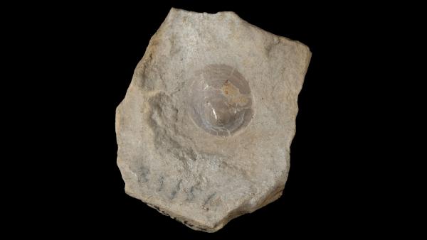 Orbiculoidea telleri