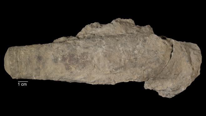 Photograph of fossil of Ormoceras bebryx (P492).