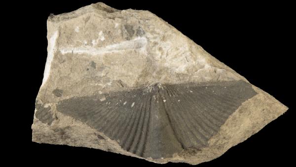 Orthospirifer iowensis