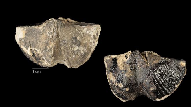 Photograph of fossil of Orthospirifer milwaukeensis (MPM P10978).