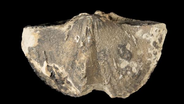 Orthospirifer milwaukeensis