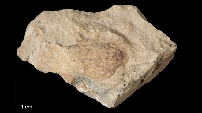 Photograph of fossil of Palaeoneilo corrugata (MPM P36904).