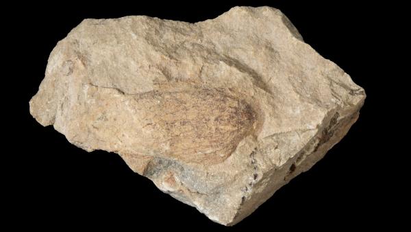 Palaeoneilo corrugata