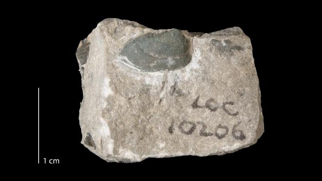 Photograph of fossil of Palaeoneilo dentata (MPM P21200).