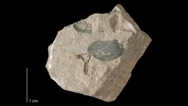 Photograph of fossil of Palaeoneilo dentata (MPM P21202).
