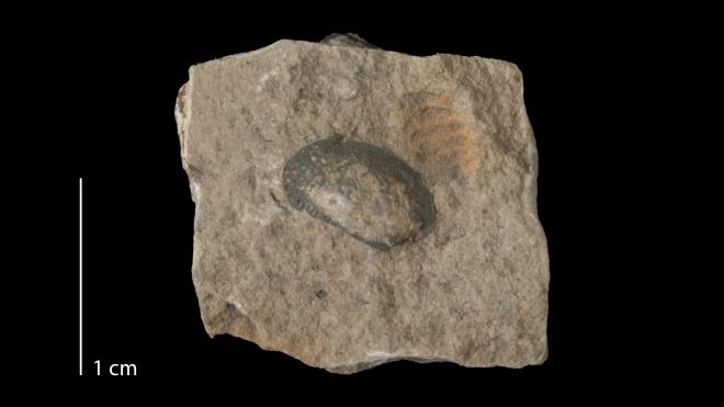 Photograph of fossil of Palaeoneilo dentata (MPM P21202).
