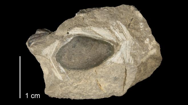 Photograph of fossil of Palaeoneilo devexa (MPM P21199).