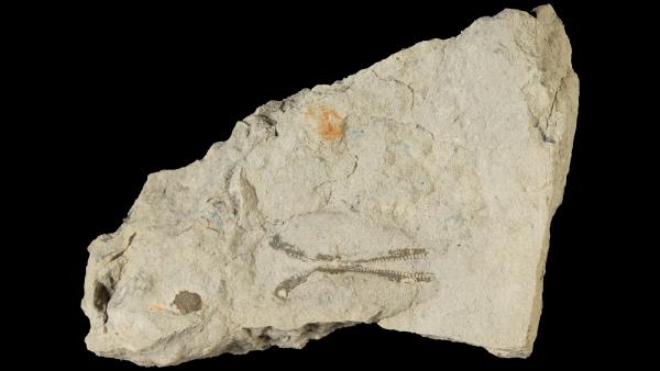 Palaeoneilo milwaukeensis