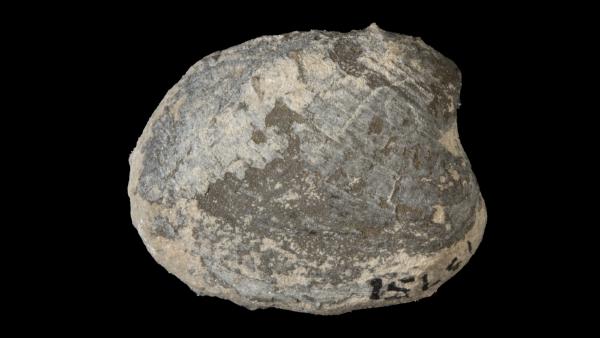 Palaeoneilo persinuata