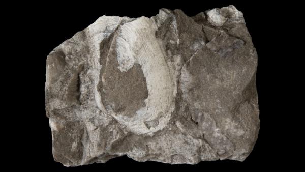 Palaeoneilo pulchella