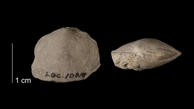 Photograph of fossil of Paracyclas obesa-umbonata (MPM P21195).