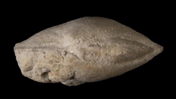 Paracyclas obesa umbonata