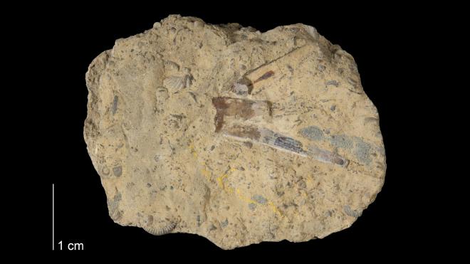 Photograph of fossil of Paraechinocaris punctata in matrix with Ostracoda (MPM P17976A).