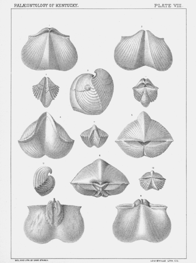 paraspirifer-acuminatus-plate08