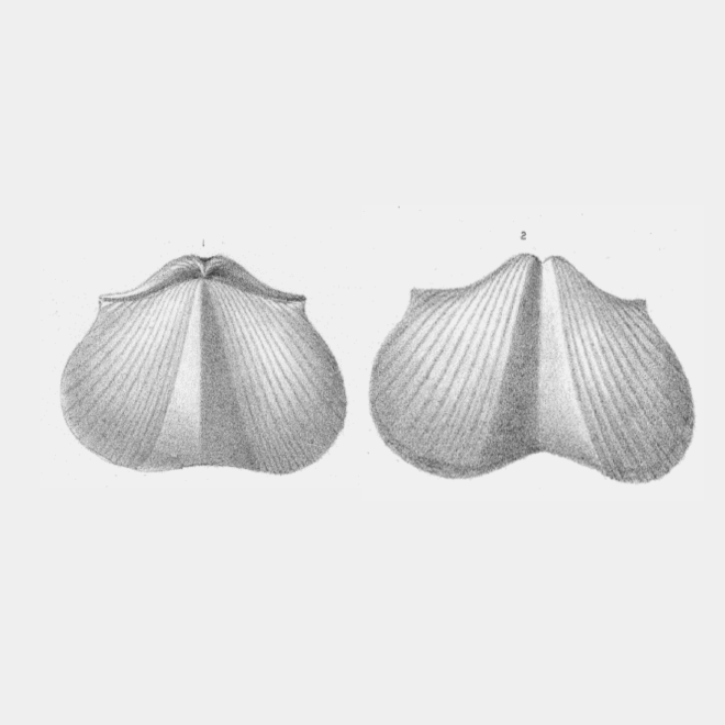 paraspirifer-acuminatus-plate08