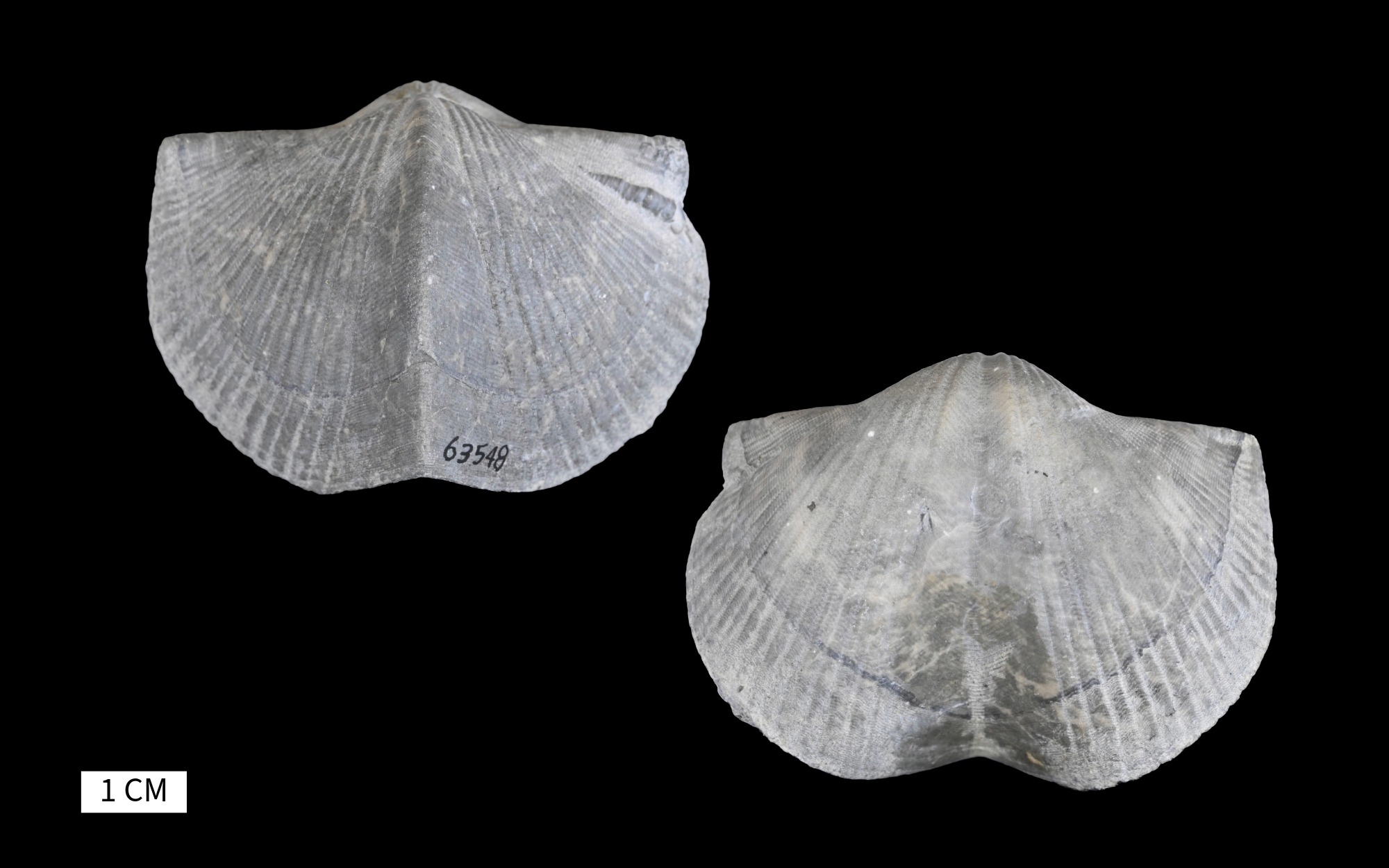 Paraspirifer bownockeri Stewart, 1927 image