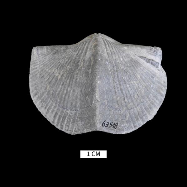 Paraspirifer bownockeri