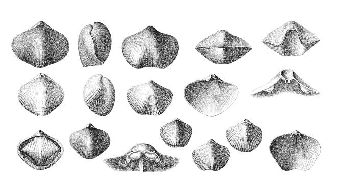Hall illustration of fossil of Parazyga hirsuta.