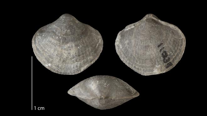 Photograph of fossil of Parazyga hirsuta (MPM P11039).