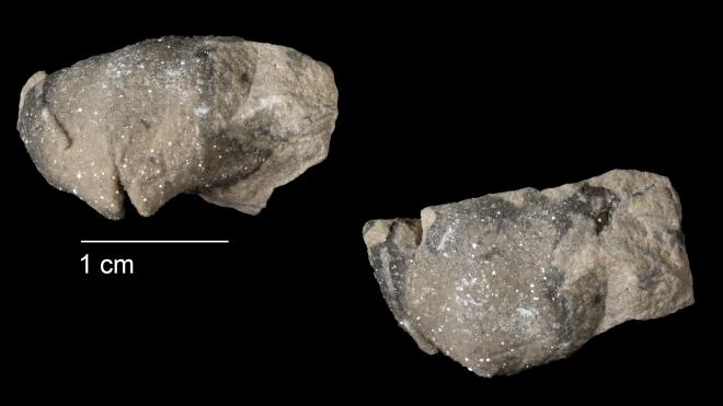 Photograph of fossil of Pentamerella multicostata (MPM P38214).