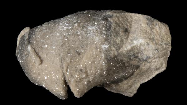 Pentamerella multicostata