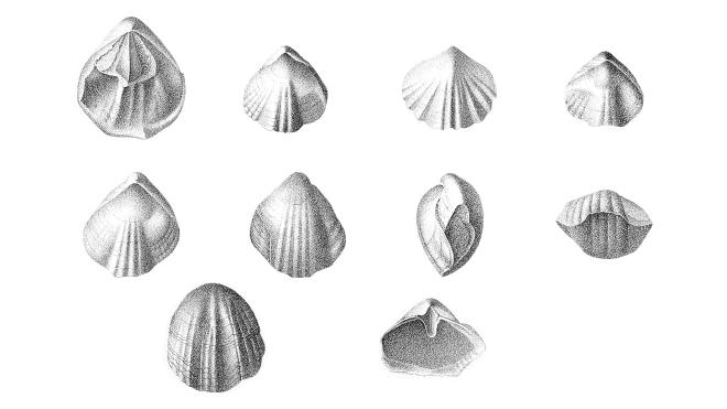 Illustration of fossil of Pentamerella pavilionensis, described as Pentamerella pavillionensis, from Hall (1867).