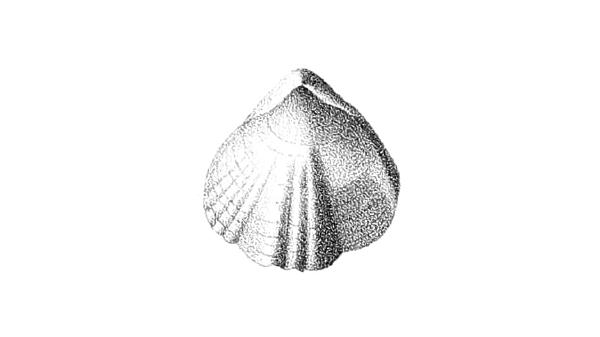 Pentamerella pavilionensis