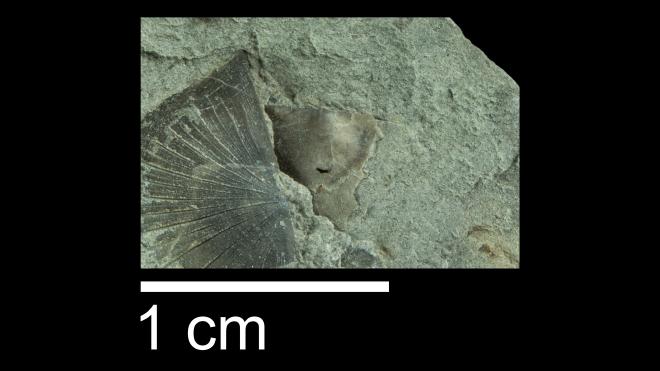 Photograph of fossil of Pholidostrophia nacrea (PRI 109631).