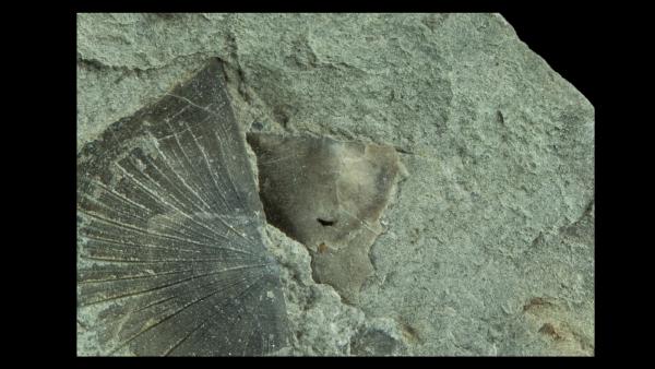 Pholidostrophia nacrea