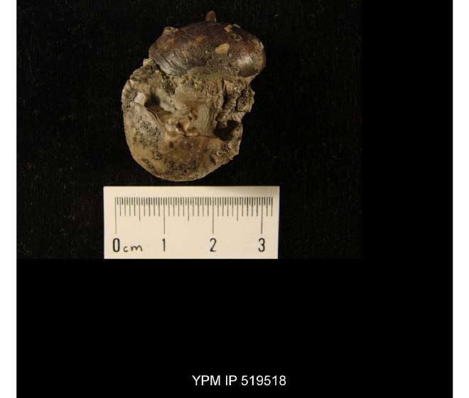 Platyceras arkonense