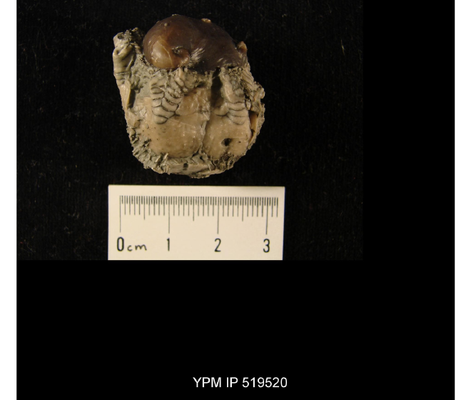 Platyceras arkonense