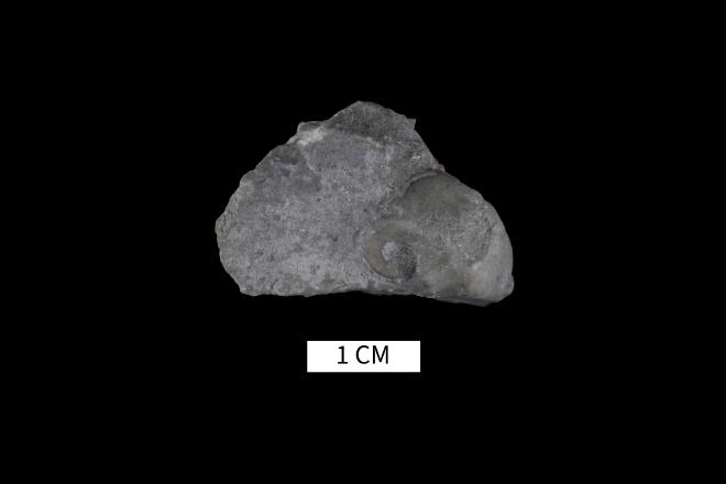 Platyceras attenuatum