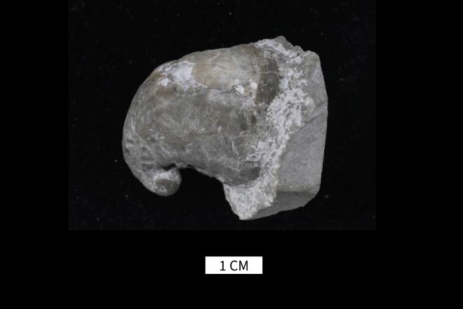 Platyceras bartlettense (Yochelson and Kopf, 1956) image