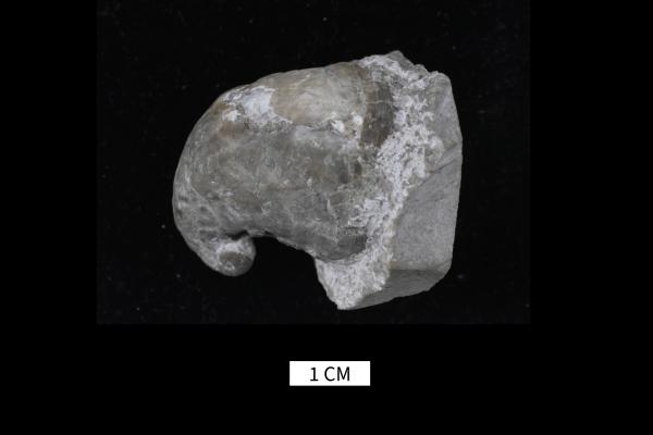 Platyceras bartlettense