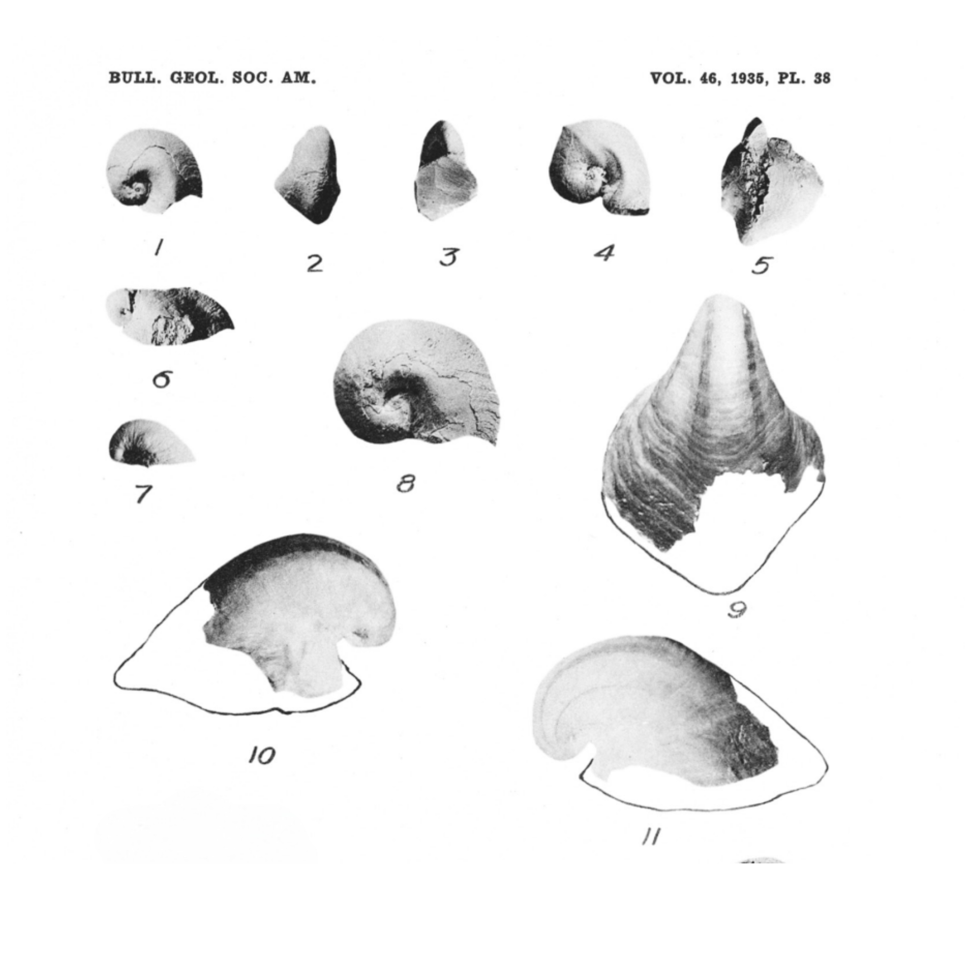 Platyceras-bradleyi-full plate