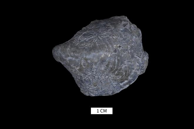 Platyceras bucculentum Hall, 1862 image