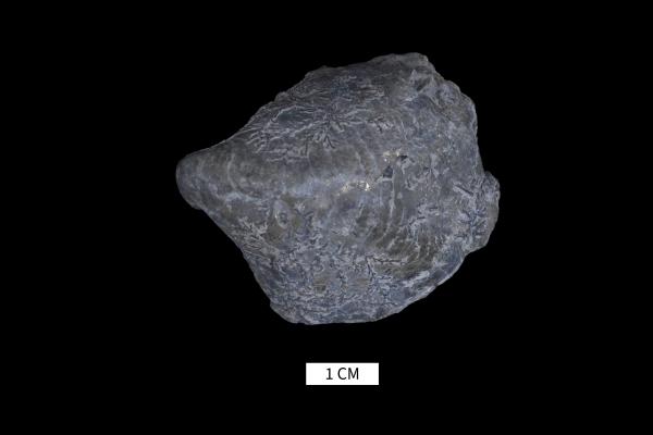 Platyceras bucculentum