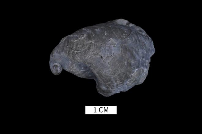 Platyceras carinatum Hall, 1862 image