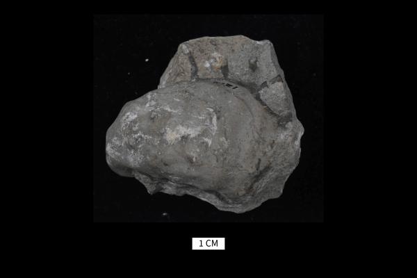 Platyceras dumosum