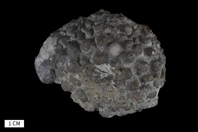 Platyceras erectum (Hall, 1843) image