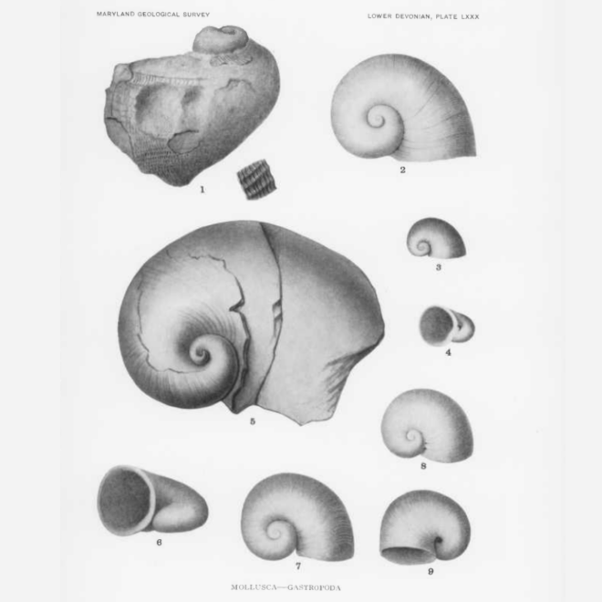 Platyceras-gebhardi-fullplate