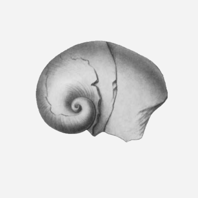 Platyceras-gebhardi-thumbnail
